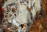Colorful Hubbard Basin Petrified Wood Slab - Nevada #344102-1